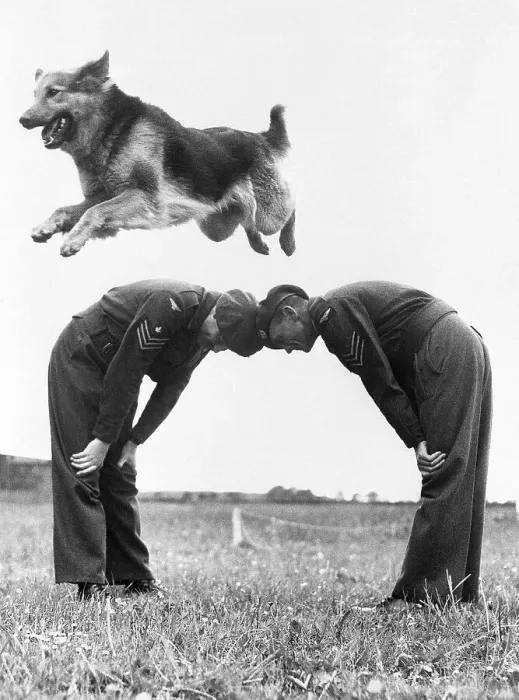 Framed Print : German Shepherd Jumping During Military Training Framed Print : German Shepherd Jumping During Military Training