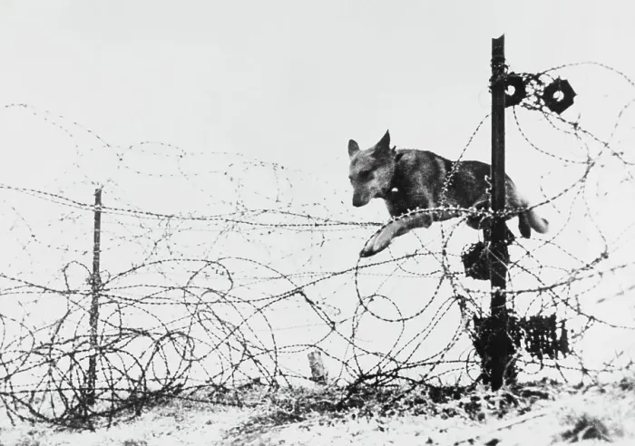 Framed Print : German Shepherds On The Western Front Framed Print : German Shepherds On The Western Front
