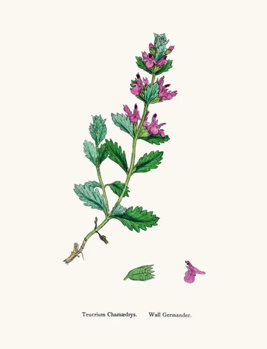 Framed Print : Germander flower plant