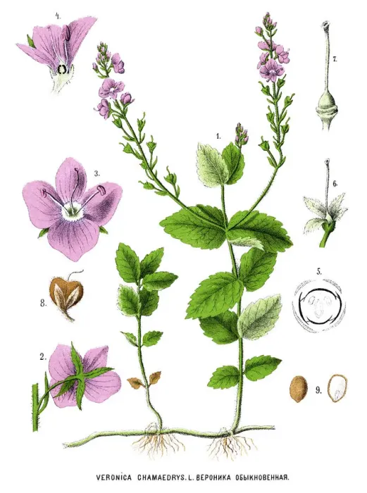 Framed Print : germander speedwell, bird s-eye speedwell Framed Print : germander speedwell, bird s-eye speedwell