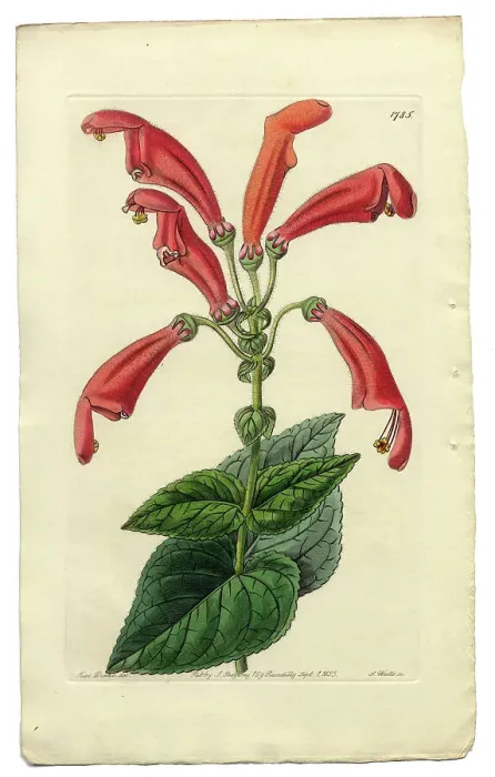 Framed Print : Gesneria Faucialis Victorian Botanical Illustration, Wide-Mouthed Gesneria, 1835 Framed Print : Gesneria Faucialis Victorian Botanical Illustration, Wide-Mouthed Gesneria, 1835