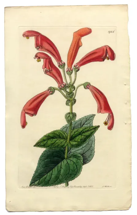 Framed Print : Gesneria Faucialis Victorian Botanical Illustration, Wide-Mouthed Gesneria, 1835 Framed Print : Gesneria Faucialis Victorian Botanical Illustration, Wide-Mouthed Gesneria, 1835