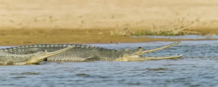 Framed Print : Gharial -Gavialis gangeticus-, Chambal River, Rajasthan, India Framed Print : Gharial -Gavialis gangeticus-, Chambal River, Rajasthan, India