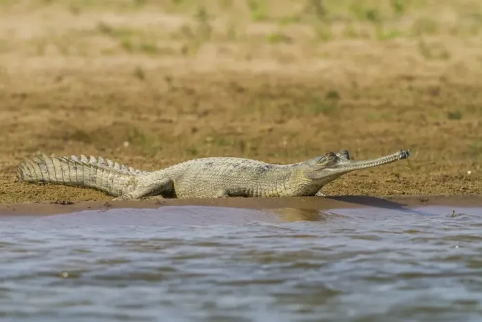 Framed Print : Gharial -Gavialis gangeticus-, Chambal River, Rajasthan, India Framed Print : Gharial -Gavialis gangeticus-, Chambal River, Rajasthan, India