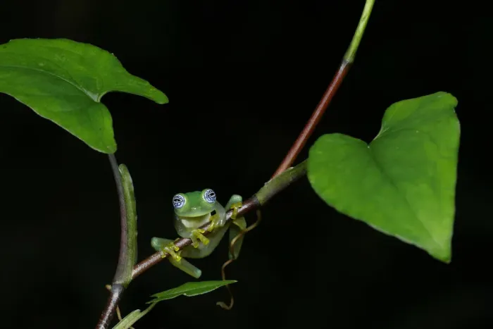 Framed Print : Ghost Glass Frog Framed Print : Ghost Glass Frog