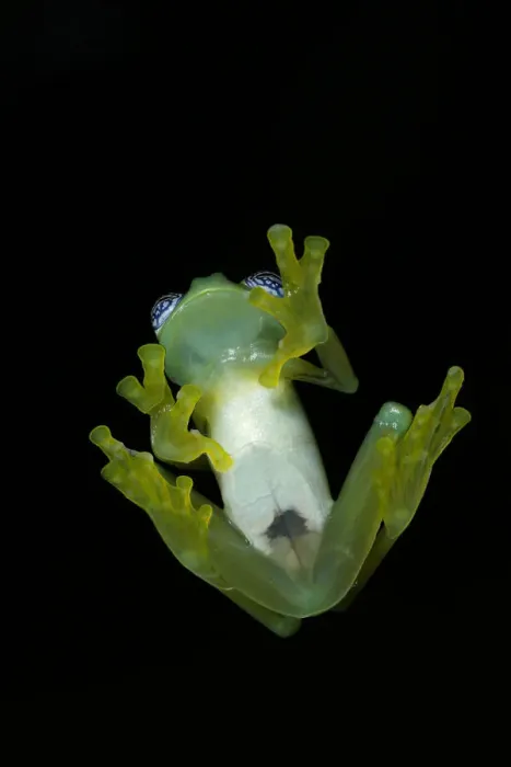 Framed Print : Ghost Glass Frog