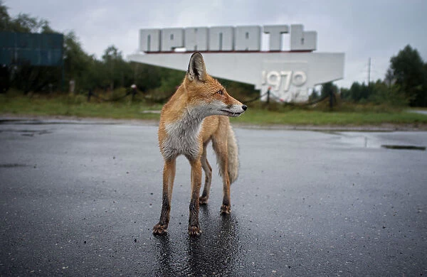 Fox. Ghost town of Pripyat, near the Chernobyl nuclear reactor