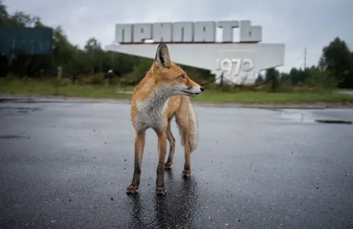 Framed Print : Fox. Ghost town of Pripyat, near the Chernobyl nuclear reactor