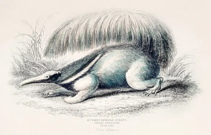 Framed Print : Giant anteater engraving 1855 Framed Print : Giant anteater engraving 1855