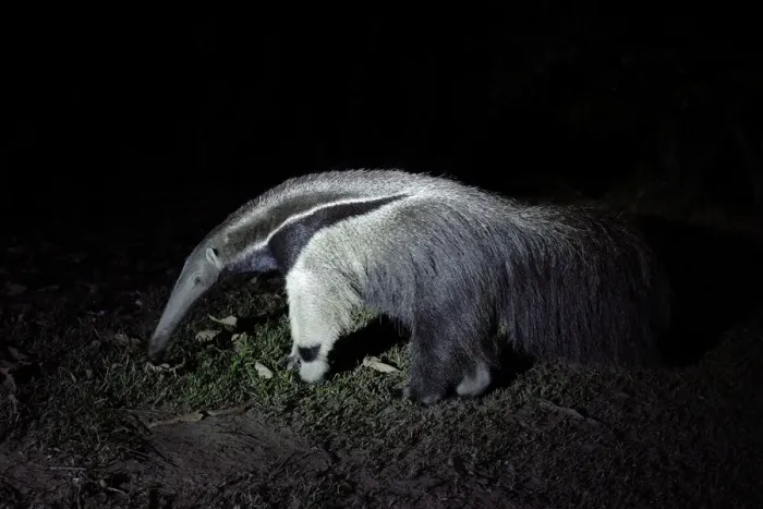 Framed Print : Giant Anteater (Myrmecophaga tridactyla) Framed Print : Giant Anteater (Myrmecophaga tridactyla)