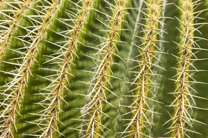 Framed Print : Giant Barrel Cactus -Echinocactus platyacanthus-, native to Mexico