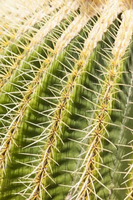Framed Print : Giant Barrel Cactus -Echinocactus platyacanthus-, native to Mexico Framed Print : Giant Barrel Cactus -Echinocactus platyacanthus-, native to Mexico