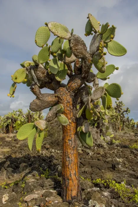 Framed Print : Giant cactus at Galapagos Framed Print : Giant cactus at Galapagos