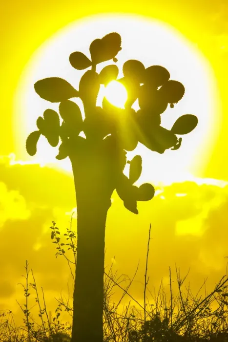 Framed Print : Giant cactus and sunrise at Galapagos Framed Print : Giant cactus and sunrise at Galapagos