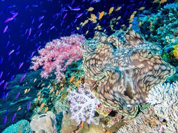 A giant clam surrounded by anthias