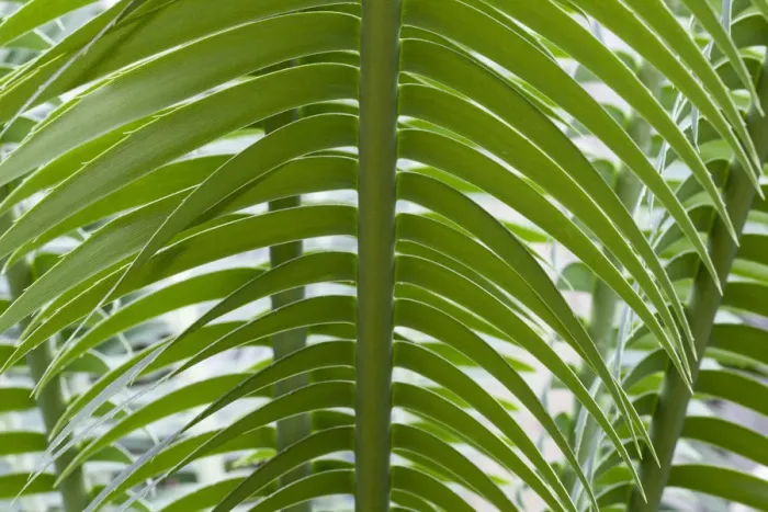 Framed Print : Giant Dioon, or Gum Palm -Dioon spinulosum-, native to Mexico Framed Print : Giant Dioon, or Gum Palm -Dioon spinulosum-, native to Mexico