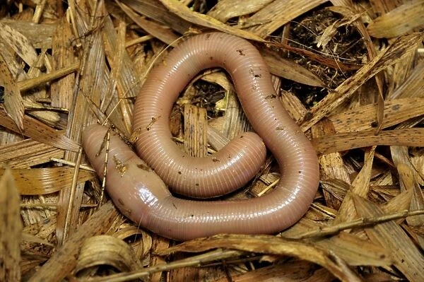 Giant Earthworm -Lumbricidae- at the foot of the Gahinga Volcano, Parc National des Volcans, Volcanoes National Park, Rwanda, Africa