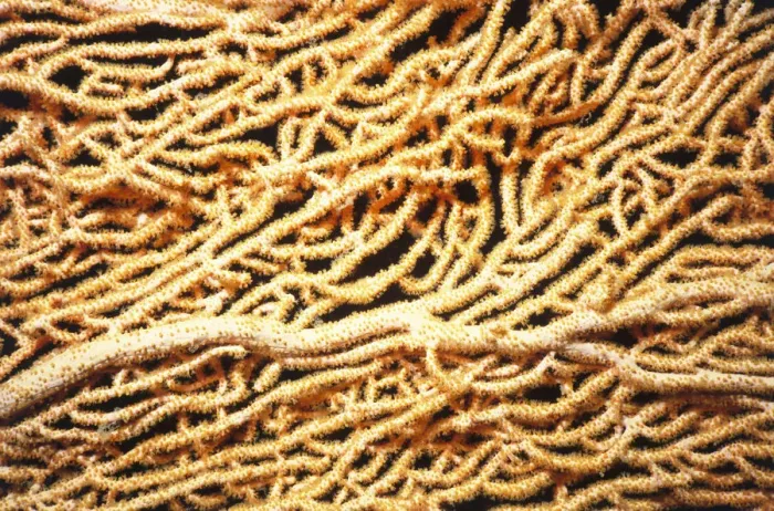 Framed Print : Giant Gorgonian Coral Framed Print : Giant Gorgonian Coral