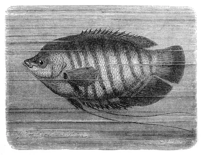 Framed Print : The giant gourami (Osphronemus goramy) Framed Print : The giant gourami (Osphronemus goramy)