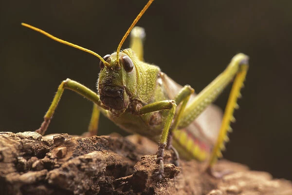 Giant grasshopper, close up