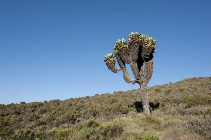 Framed Print : Giant Groundsel -Dendrosenecio kilimanjari, Senecio ssp. -, near Camp Horombo Hut, Mount Kilimanjaro, Marangu Route, Tanzania, East Africa