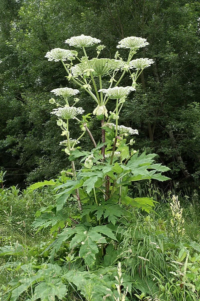 Giant hogweed or giant cow parsley -Heracleum mantegazzianum-, Allgaeu, Bavaria, Germany, Europe