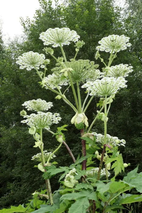 Framed Print : Giant hogweed or giant cow parsley -Heracleum mantegazzianum-, Allgaeu, Bavaria, Germany, Europe Framed Print : Giant hogweed or giant cow parsley -Heracleum mantegazzianum-, Allgaeu, Bavaria, Germany, Europe