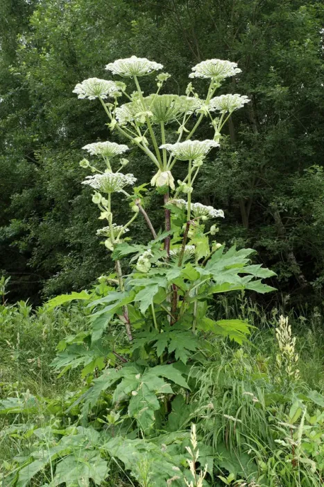 Framed Print : Giant hogweed or giant cow parsley -Heracleum mantegazzianum-, Allgaeu, Bavaria, Germany, Europe Framed Print : Giant hogweed or giant cow parsley -Heracleum mantegazzianum-, Allgaeu, Bavaria, Germany, Europe