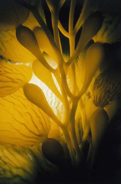 Framed Print : Giant Kelp