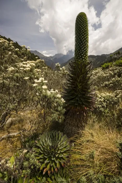 Framed Print : Giant Lobelia -Lobelia deckenii-, surrounded by tussock, Ruwenzori Mountains, Kasese, Uganda Framed Print : Giant Lobelia -Lobelia deckenii-, surrounded by tussock, Ruwenzori Mountains, Kasese, Uganda
