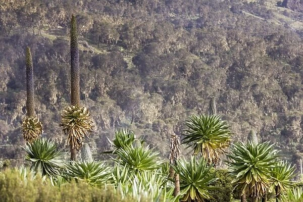 Giant lobelias in Simien mountains