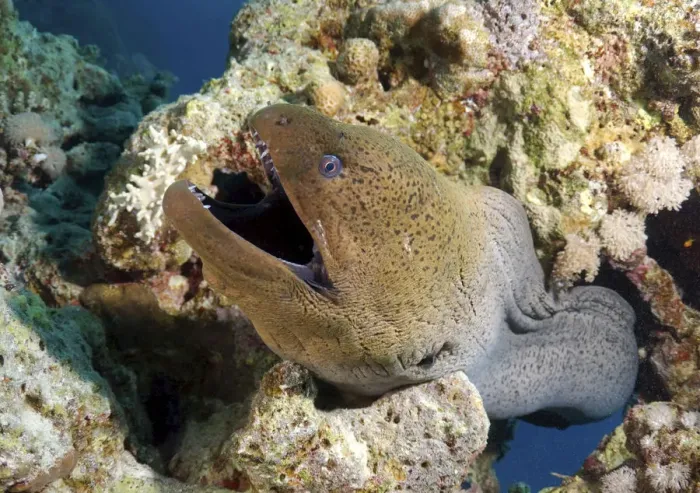 Framed Print : Giant moray -Gymnothorax javanicus-, Red Sea, Egypt, Africa Framed Print : Giant moray -Gymnothorax javanicus-, Red Sea, Egypt, Africa