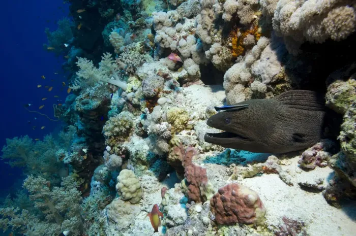 Framed Print : Giant Moray -Gymnothorax javanicus-, Red Sea, Egypt Framed Print : Giant Moray -Gymnothorax javanicus-, Red Sea, Egypt