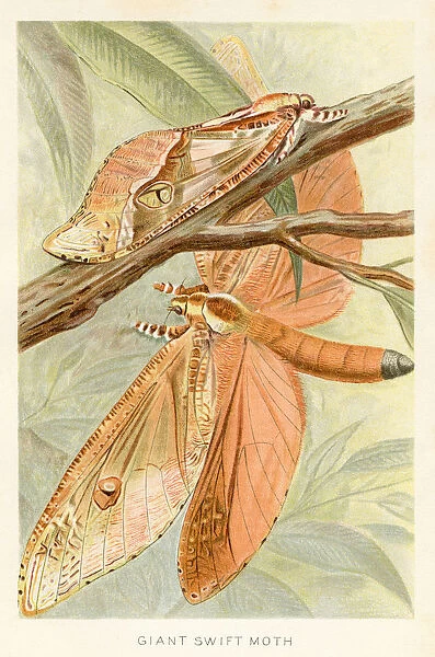 Giant moth chromolithograph 1896