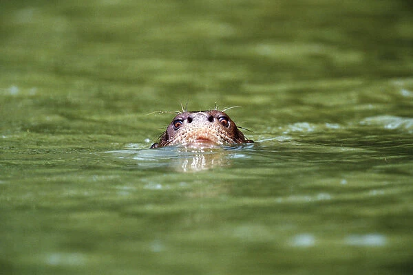 Giant otter (Pteronura brasiliensis) swimming, Peru