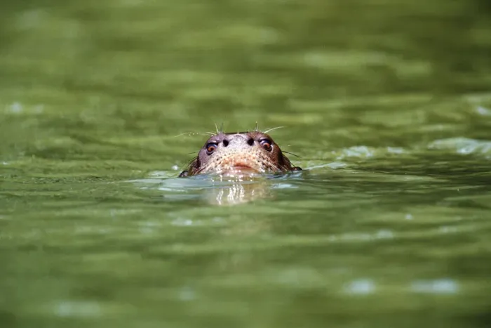 Framed Print : Giant otter (Pteronura brasiliensis) swimming, Peru Framed Print : Giant otter (Pteronura brasiliensis) swimming, Peru