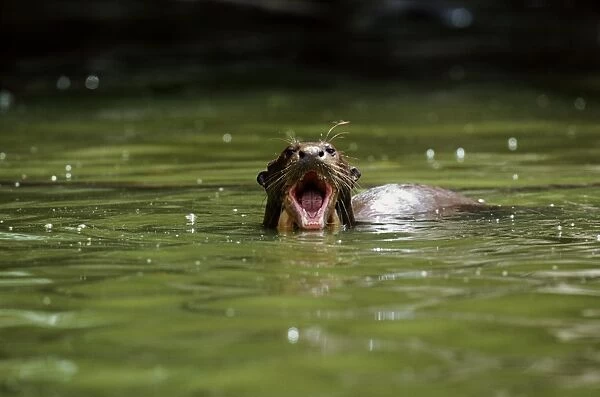 Giant otter (Pteronura brasiliensis) swimming, Peru