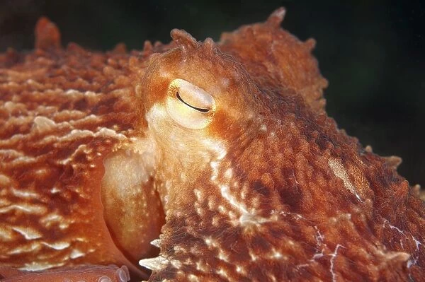 Giant Pacific Octopus, North Pacific Giant Octopus -Enteroctopus dofleini-, Sea of Japan, Primorsky Krai, Russia