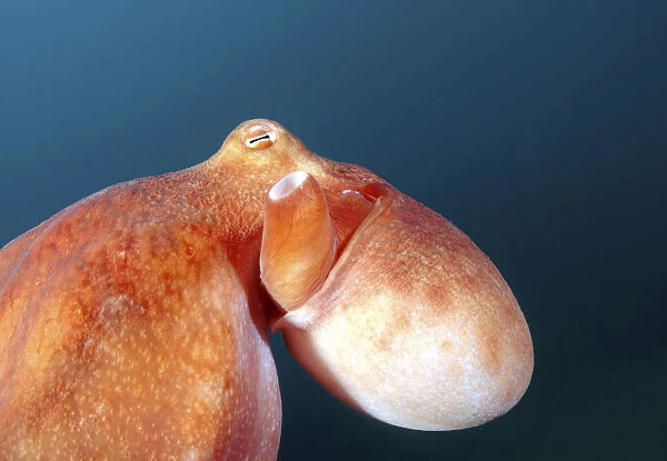 Giant Pacific octopus or North Pacific Giant octopus -Enteroctopus dofleini-, Japan Sea, Far East, Primorsky Krai, Russian Federation