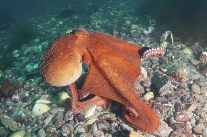 Framed Print : Giant Pacific octopus or North Pacific giant octopus -Enteroctopus dofleini-, Japan Sea, Primorsky Krai, Russian Federation Framed Print : Giant Pacific octopus or North Pacific giant octopus -Enteroctopus dofleini-, Japan Sea, Primorsky Krai, Russian Federation