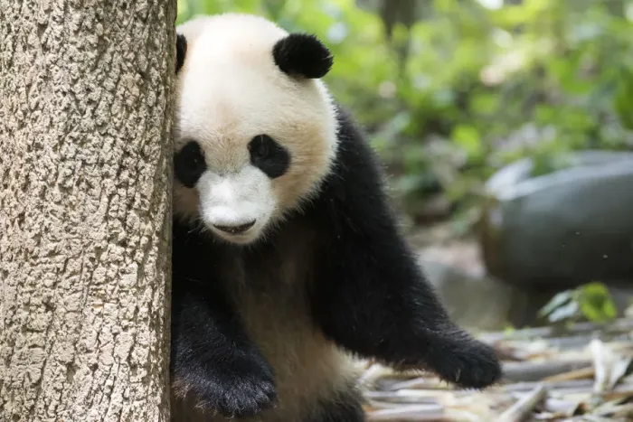 Framed Print : Giant Panda Framed Print : Giant Panda