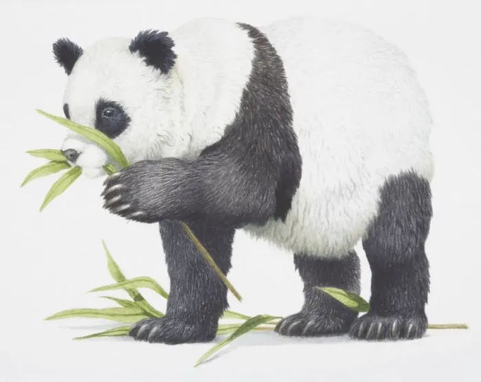 Framed Print : Giant Panda, Ailuropoda melanoleuca eating some bamboo leaves Framed Print : Giant Panda, Ailuropoda melanoleuca eating some bamboo leaves