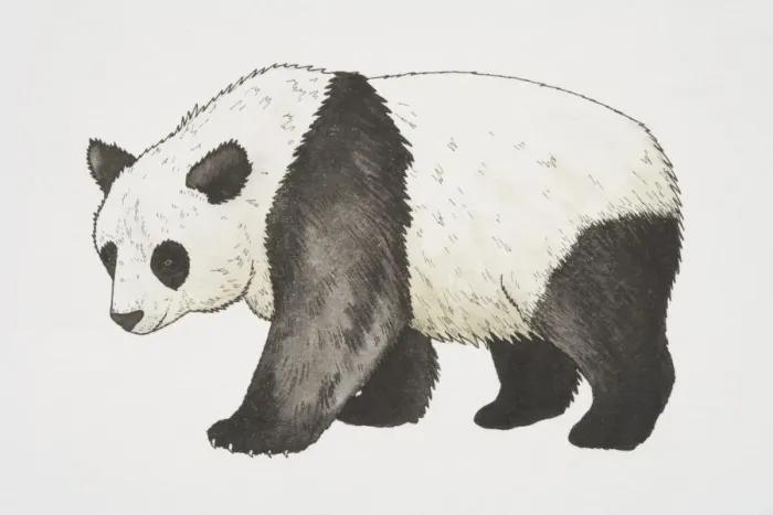 Framed Print : Giant Panda (ailuropoda melanoleuca), side view