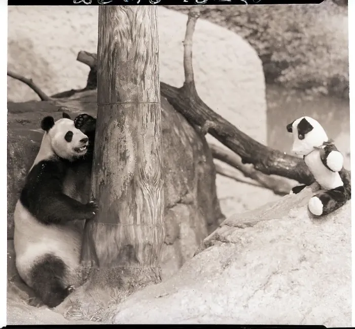 Framed Print : Giant Panda Hides from Stuffed Toy Bear Framed Print : Giant Panda Hides from Stuffed Toy Bear