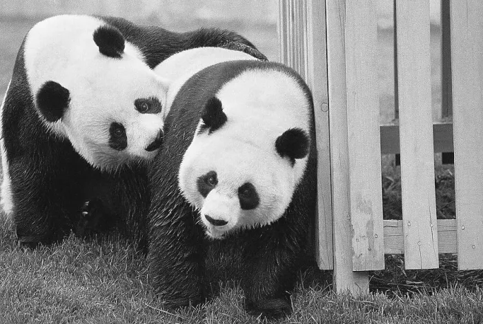 Framed Print : Giant Pandas Hsing-Hsing and Ling-Ling