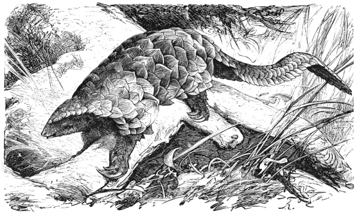 Framed Print : Giant Pangolin (Manis Gigantea) Framed Print : Giant Pangolin (Manis Gigantea)