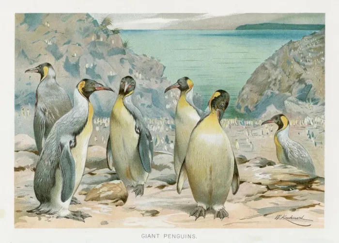 Framed Print : Giant penguin chromolithograph 1896
