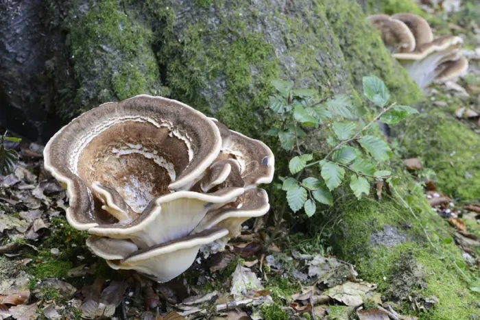 Framed Print : Giant Polypore -Meripilus giganteus-, Emsland, Lower Saxony, Germany Framed Print : Giant Polypore -Meripilus giganteus-, Emsland, Lower Saxony, Germany