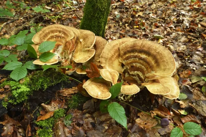 Framed Print : Giant Polypore -Meripilus giganteus-, Switzerland Framed Print : Giant Polypore -Meripilus giganteus-, Switzerland
