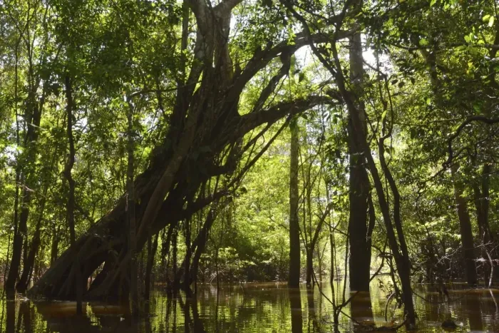 Framed Print : Giant rainforest tree in the flooded Varzea forest, Mamiraua National Park, Manaus, Amazonas, Brazil Framed Print : Giant rainforest tree in the flooded Varzea forest, Mamiraua National Park, Manaus, Amazonas, Brazil